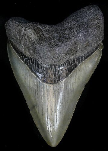 Nice, Serrated Megalodon Tooth - South Carolina #31920